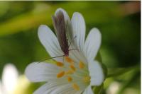Coleophora lutarea