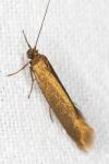 Scythris