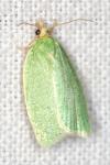 Tortrix viridana
