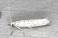 Yponomeuta evonymella