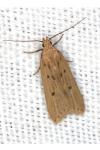 Acompsia antirrhinella/tripunctella