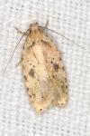 Agonopterix arenella