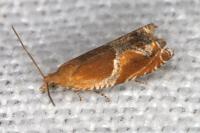 Ancylis obtusana