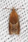 Ancylis obtusana