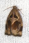 Archips crataegana