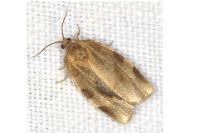 Choristoneura hebenstreitella