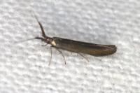 Coleophora