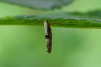 Argyresthia spinosella