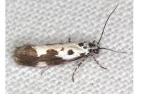 Ethmia quadrillella