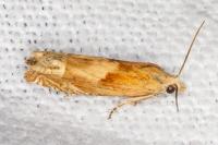 Eucosma
