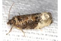 Hedya nubiferana