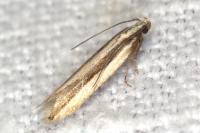 Mirificarma interrupta