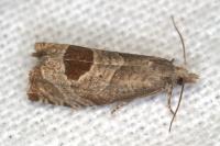 Notocelia uddmanniana