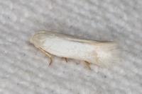 Opostega salaciella