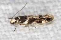 Parachronistis albiceps