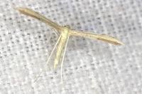 Adaina microdactyla/Hellinsia  carphodactyla