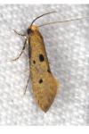 Tinea trinotella