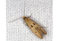 Tinea trinotella