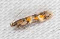 Athrips amoenella