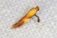 Caloptilia robustella