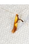 Caloptilia robustella