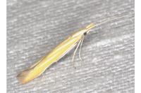 Coleophora