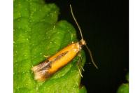 Coptotriche marginea
