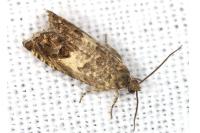 Cydia gr. succedana