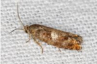 Epinotia rubiginosana