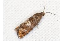 Epinotia rubiginosana
