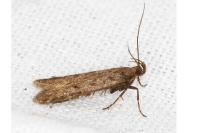 Prolita solutella