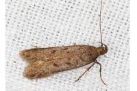 Prolita solutella