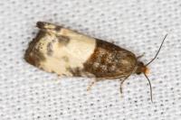 Notocelia cynosbatella