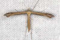 Stenoptilia