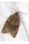 Syndemis musculana