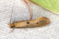Tinea trinotella