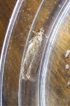 Agonopterix