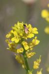Cauchas rufimitrella