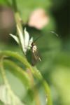 Cauchas rufimitrella