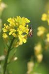 Cauchas rufimitrella