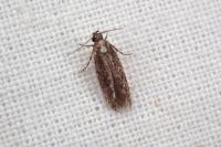 Carpatolechia decorella