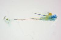 Carpatolechia decorella