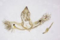 Cnephasia cupressivorana