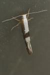 Argyresthia spinosella