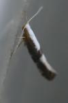 Argyresthia spinosella