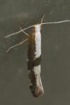 Argyresthia spinosella