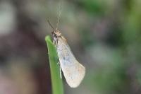 Eriocottis fuscanella