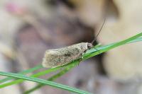 Eriocottis fuscanella