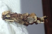 Canephora hirsuta