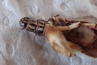 Canephora hirsuta